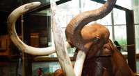“La cacería del mamut” es un clásico entre los dioramas del Museo Nacional de Antropología (MNA). En 360° el público visitante “avista” el drama de sus primeros ancestros, quienes semidesnudos […]