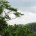 La Comisión Nacional de Áreas Naturales Protegidas (CONANP), a través de la Reserva de la Biosfera Selva El Ocote, realizó el estudio de Áreas prioritarias de conservación de rapaces neotropicales […]