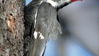 Los pícidos (Picidae) son una gran familia de aves del orden de los Piciformes, que incluye 218 especies conocidas popularmente como pájaros carpinteros, carpinteritos, pitos, picapinos y torcecuellos. Tienen una […]