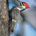 Los pícidos (Picidae) son una gran familia de aves del orden de los Piciformes, que incluye 218 especies conocidas popularmente como pájaros carpinteros, carpinteritos, pitos, picapinos y torcecuellos. Tienen una […]
