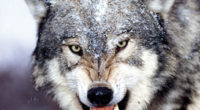El lobo (Canis lupus) es un mamífero carnívoro. Es ancestro del perro doméstico (Canis lupus familiaris), como evidencia la secuencia del ADN y los estudios genéticos. Los lobos fueron antaño […]