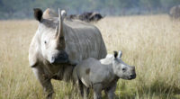 El rinoceronte blanco (Ceratotherium simum) es la mayor de las cinco especies de rinocerontes que existen en la actualidad. Puede llegar a los 4,2 metros de longitud y 1,85 metros […]