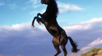 El caballo (nombre científico Equus caballus) es un mamífero perisodáctilo de la familia de los équidos, herbívoro, cuadrúpedo y de cuello largo y arqueado. A la hembra del caballo se […]