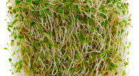 Germinados Los germinados son semillas cuyo crecimiento está en contacto directo con el agua, aire y calor, que les proporciona una gran vitalidad. Son ricos en oligoelementos, minerales, aminoácidos, vitaminas, […]
