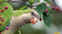 El saqueo comercial de aves y plantas es otra faceta de la extinción de especies en el territorio nacional. Por lo general, en las temperaturas que registran la Ciudad de […]