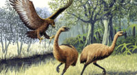 Entre muchos de los casos documentados de extinción causados por el hombre, podemos citar el de las moas gigantes (Dinornis giganteus). Estas a ves sin alas y de alrededor de […]