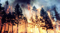 La Protectora de Bosques del Estado de México (Probosque) informó que en lo que va de este año, se han presentado mil 43 incendios forestales en 84 municipios que cuentan […]