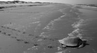 Desaparecen tortugas de playas mexicanas por derrame petrolero. *** 30 POR CIENTO A LA BAJA TORTUGAS EN MEXICO, por el derrama petrolero, ocurrido en los Estados Unidos, la Secretaría del […]