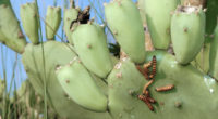 Otro ejemplo actual que amenaza a la biodiversidad mexicana es el de la palomilla del nopal, cuyo nombre científico es Cactoblastis cactorum. Esta especie de insecto, nativa de Argentina y […]