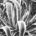 Nombre científico: Agave americana. Planta de 2 m o más, pencas color cenizo y blancas, anchas como de 20 cm, con espinas en el borde y quiote de 8 m. […]