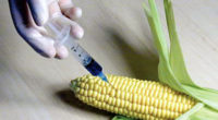En años recientes se ha discutido ampliamente los beneficios y peligros de los OGM sobre la salud humana y el Medio Ambiente. La posibilidad de que los OGM escapen del […]