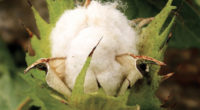 El algodón es una fibra vegetal, utilizada para elaborar ropa, permite realizar tejidos muy agradables y transpirables, pero es una planta con varios problemas. Es muy delicada, por lo que […]