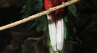 JCM de AgenciaRUJ El Quetzal, (Pharamachrus mocinno), nombre científico del Quetzal, cuyo significado es «garganta grande», es un ave considerada sagrada en la cosmovisión de las civilizaciones prehispánicas, que por […]