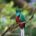 El quetzal es una de las aves sagradas para el mundo Maya, a grado tal que en Guatemala se le dio su nombre a la moneda, mientras que en Mesoamérica […]