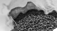Por: José Manuel López Castro, Luis E. Velasco Yépez CAMPO Y DESARROLLO (47) México produce más de 6 millones de sacos de café. Cada saco es de 60 kilogramos, hecho que lo ubica […]