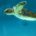 En el mundo, existe 11 especies de tortugas marinas; diez de ellas, cada año, arriban a las playas mexicanas y nueve de esas especies desovan en sus arenas, lo que […]