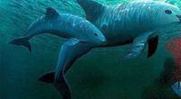   La Secretaría de Medio Ambiente (Semarnat) informó sobre los resultados con respecto a la protección de la Vaquita marina que vive en el Alto Golfo de California, santuario de […]