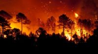 Actualmente (del 18 al 24 de marzo) en esta semana, el estado de Querétaro no presenta un incendio forestal activo, informó la Comisión Nacional Forestal (Conafor). Del mes de enero […]