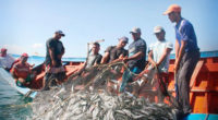 La organización WWF concluyó la primera fase del proyecto piloto de retiro de artes de pesca en Bahía de Banderas, Nayarit, con el objetivo de limpiar la zona de este […]