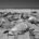 De enero a junio de este año la Procuraduría Federal de Protección al Ambiente (Profepa) ha contabilizado en playa San Lázaro, BCS 351 tortugas caguama (Caretta caretta) muertas en el […]