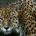 La organización ambientalista WWF Latinoamerica se suma a la iniciativa “Viviendo con grandes felinos”, la cual tiene como objetivo resolver los conflictos entre los humanos y los jaguares, los leones […]