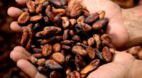 Uno de los paradigmas en torno a la producción de cacao es el alto coste de biodiversidad que tiene el que se siembra a sol, puesto que implica la deforestación […]