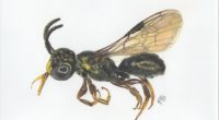 Se informó que un grupo de científicos descubrieron una nueva especie de abeja, conocida como Ceratina (Ceratinula) fioreseana, en una granja de la iniciativa ForwardFarm de Bayer en Água Fria […]