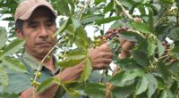 Este año, 37 productoras y productores de café de la cooperativa “Productores Orgánicos del Tacaná” obtuvieron la Certificación en Agricultura Sostenible Rainforest Alliance (RA), que beneficiará a 86 hectáreas de […]