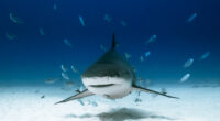 La empresa Shark Tower alista el SharkLab, el primer laboratorio de investigación del tiburón en América Latina como parte de su plan para pelear por nuevas leyes de protección en […]