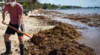 Las afluencias masivas de sargazo a las playas de la Península de Yucatán, sureste de México generan daño económico y ambiental, por lo que es necesario contar con pronósticos de […]