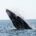 El pasado mes de diciembre dio inicio la temporada de avistamiento de ballena gris (Eschrichtius robustus), observándose las primeras 20 ballenas que arribaron a la Laguna Ojo de Liebre en […]
