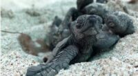 Científicos del Instituto Politécnico Nacional (IPN) en México analizan cinco especies de tortugas marinas en peligro de extinción que habitan en áreas protegidas en las islas del Golfo de California, […]