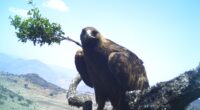 La Comisión Nacional de Áreas Naturales Protegidas (Conanp), informó sobre la mayor presencia del águila real en la Reserva de la Biosfera Sierra Gorda en las colindancias de Querétaro y […]