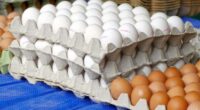   La Unión Nacional de Avicultores (UNA) informó que hasta el 2020, la industria avícola mexicana, producía el 98 por ciento del huevo que requiere el mercado mexicano y durante […]