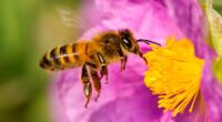 La Secretaría de Agricultura y Desarrollo Rural federal hizo un llamado a fortalecer la conciencia colectiva y realizar acciones a fin de proteger a las abejas, insectos que, junto con […]