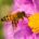 La Secretaría de Agricultura y Desarrollo Rural federal puso en marcha lineamientos e instrumentos para la conservación y uso sustentable de los polinizadores como las abejas, que contribuyen con el […]