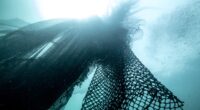 La marca Bureo tiene un proyecto para proteger los océanos frenando la contaminación generada por las redes de pesca en desuso, el mismo inició sus operaciones en Chile en el […]