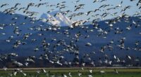 El fenómeno de la migración es natural y común para numerosos grupos animales; sin embargo, en el caso de las aves es principalmente frecuente en las especies que viven en […]
