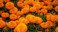 La Secretaría de Agricultura y Desarrollo Rural federal informó que se espera una producción nacional de 27 millones plantas de flor de cempasúchil (20 mil 245 toneladas), de las que […]