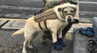 La Secretaría de Marina–Armada de México hizo un reconocimiento a la trayectoria en labores de rescate durante su servicio activo en esta Institución de la canina Fría, que se conoció […]