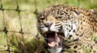 En el marco del Día Internacional del Jaguar, Ferrero de México y Reino Animal anunciaron la expansión del Santuario Jaguar, que, a partir de abril de 2023, contará con una […]