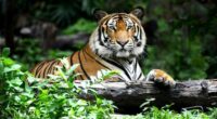 La Asociación de Zoológicos, Criaderos y Acuarios de México (AZCARM) y el Santuario Ostok, en la India, están enviando alrededor de 200 tigres provenientes de rescates, abandono, decomisos y de […]