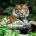 La Asociación de Zoológicos, Criaderos y Acuarios de México (AZCARM) y el Santuario Ostok, en la India, están enviando alrededor de 200 tigres provenientes de rescates, abandono, decomisos y de […]