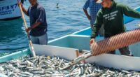 COMEPESCA y el movimiento #PescaConFuturo celebraron con gran éxito la 4ª edición del Summit Latinoamericano por la Sostenibilidad Pesquera y Acuícola. Este evento, que tuvo lugar los días 15, 16 […]
