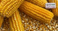 Científicas y científicos de la Universidad Nacional Autónoma de México (UNAM) desarrollaron tres variedades de maíz amarillo que permitirían reducir, de manera significativa, las importaciones de este producto y evitar […]