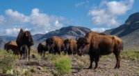 Los esfuerzos de conservación de Cemex en la Reserva Natural El Carmen alcanzaron el objetivo de completar el primer ciclo de reproducción del bisonte americano; por lo que, en este […]