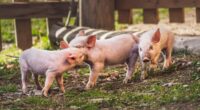 De acuerdo con la Comunidad Profesional Porcina, la tarea del destete de los lechones es una etapa crucial dentro de las prácticas en la producción de cerdos, ya que es […]