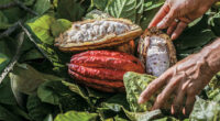 Este 2 de septiembre celebramos por quinto año consecutivo, el Día Nacional del Cacao y el Chocolate.  Gracias a la calidad y especial aroma de sus semillas, México es reconocido […]