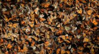 La presencia de la mariposa Monarca durante el pasado invierno disminuyó 22% en los bosques mexicanos de hibernación. Este decremento obedece a la reducción histórica del hábitat reproductivo en los […]