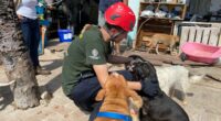 Los esfuerzos de la organización Humane Society International/México en favor de los animales de compañía afectados por el huracán Otis en Acapulco recibieron el apoyo de Mars Petcare con la […]